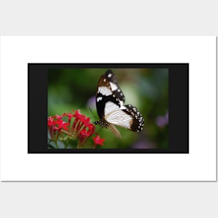 Mocker Swallowtail Posters and Art